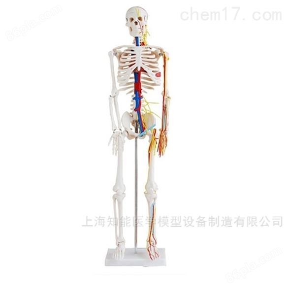 医学人体骨骼模型生产